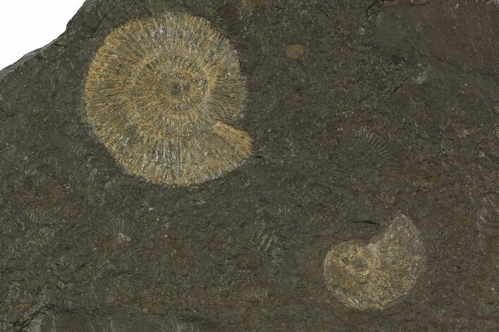 Dactylioceras Ammonite Cluster - Posidonia Shale, Germany #79319